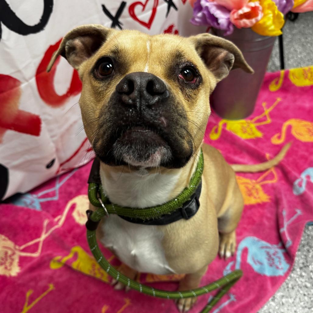 Enlarge Chopper, a Adoptable Boxer in Henderson, NV image 1/2