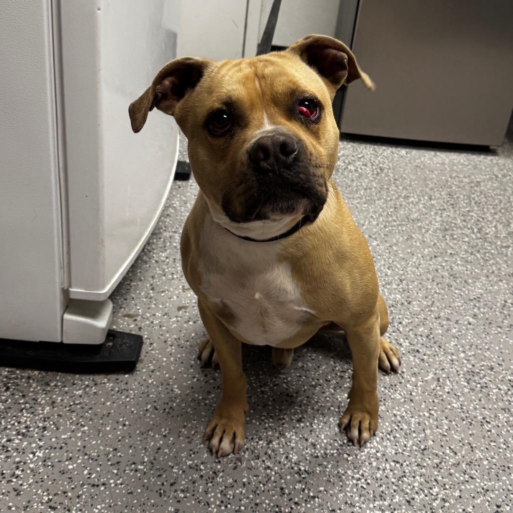 Enlarge Chopper, a Adoptable Boxer in Henderson, NV image 2/2