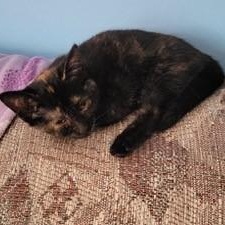 Enlarge Bean, a Adoptable Domestic Short Hair in Menasha, WI image 3/5