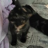 Enlarge Bean, a Adoptable Domestic Short Hair in Menasha, WI image 5/5