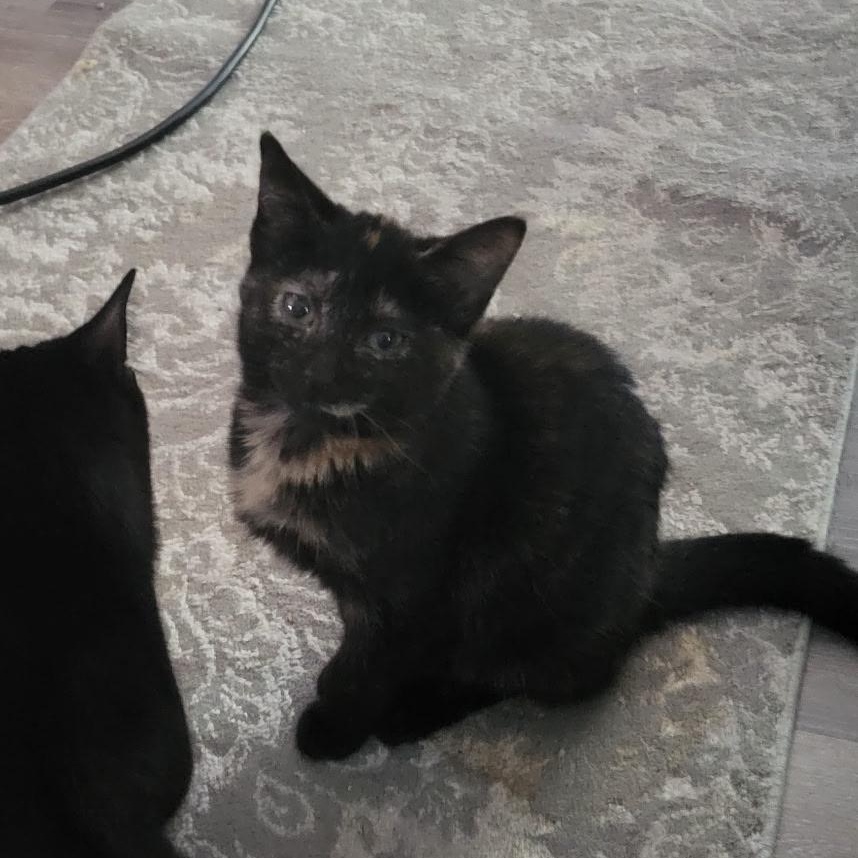Enlarge Bean, a Adoptable Domestic Short Hair in Menasha, WI image 2/5