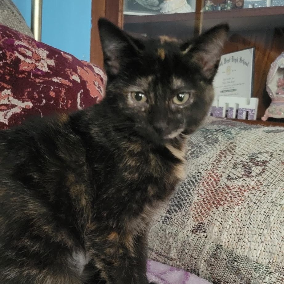 Bean, Adoptable, Kitten Female Domestic Short Hair.
