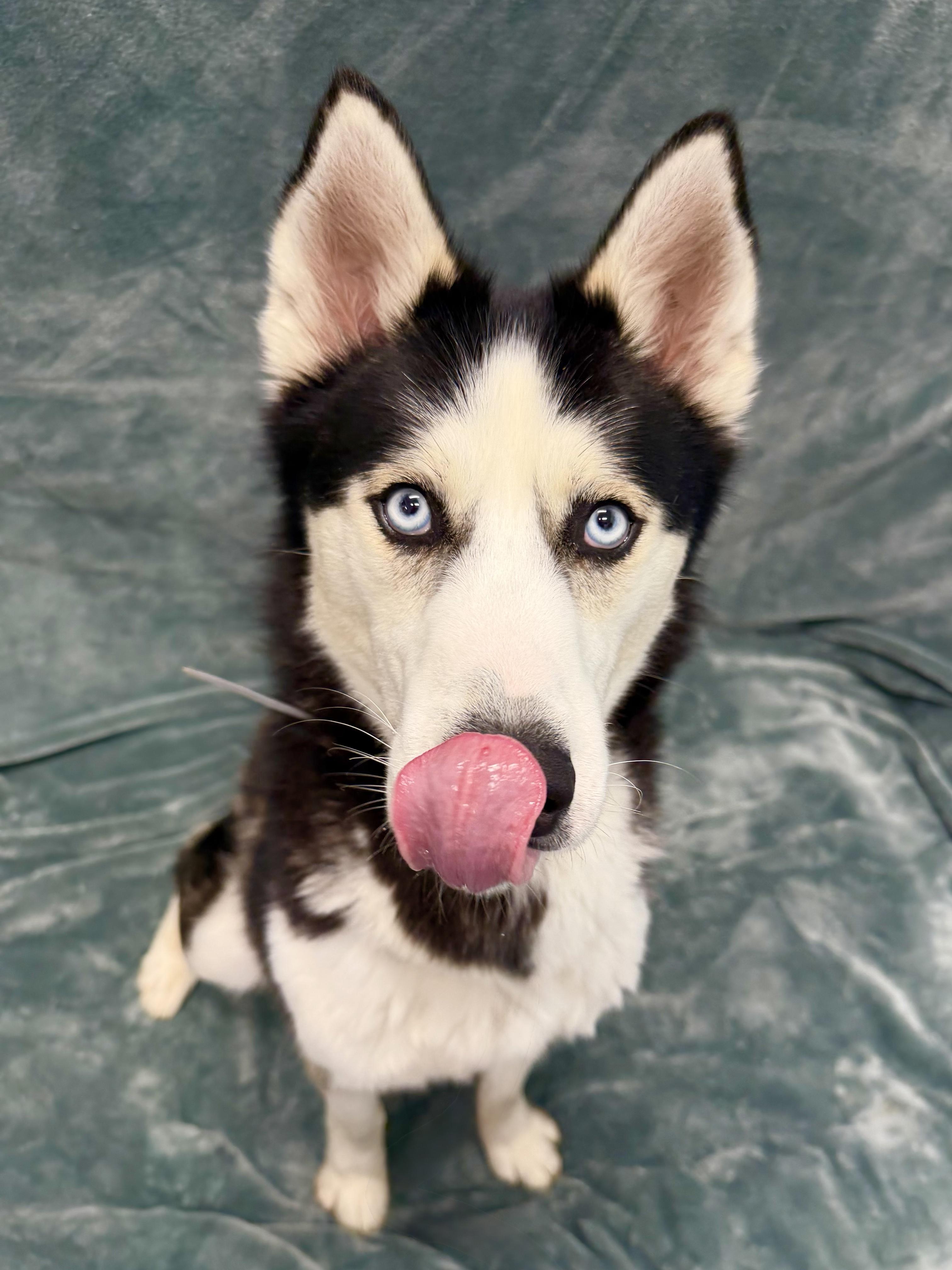 Enlarge Dash Tag 278, a Adoptable Husky in Central Islip, NY image 2/2