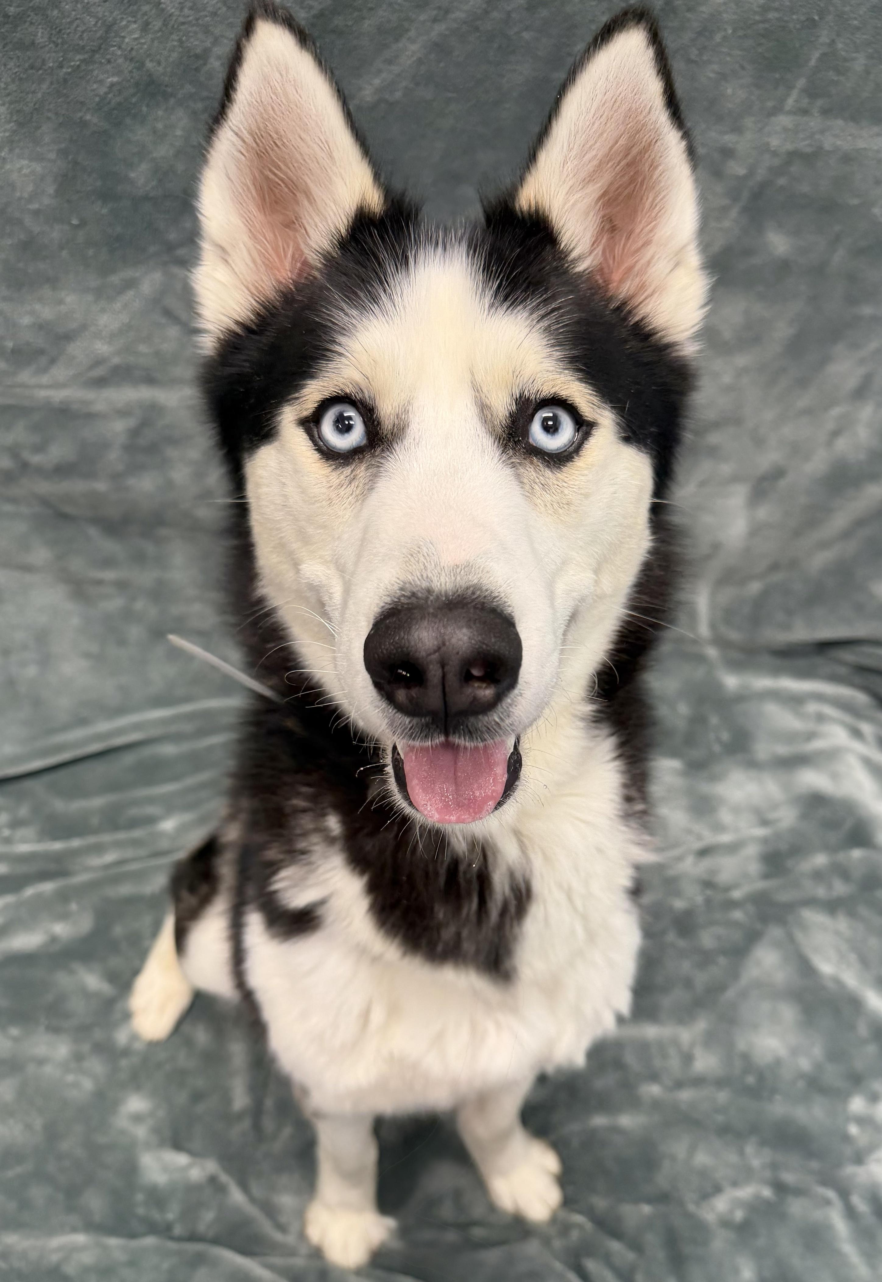 Enlarge Dash Tag 278, a Adoptable Husky in Central Islip, NY image 1/2