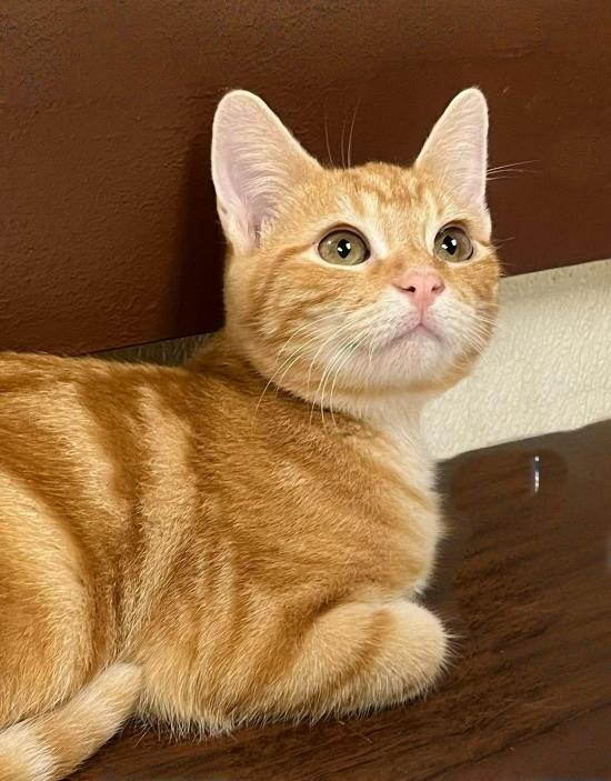 Suds-Your Sunday Football Wingman in a Tiger-Stripe Jersey!