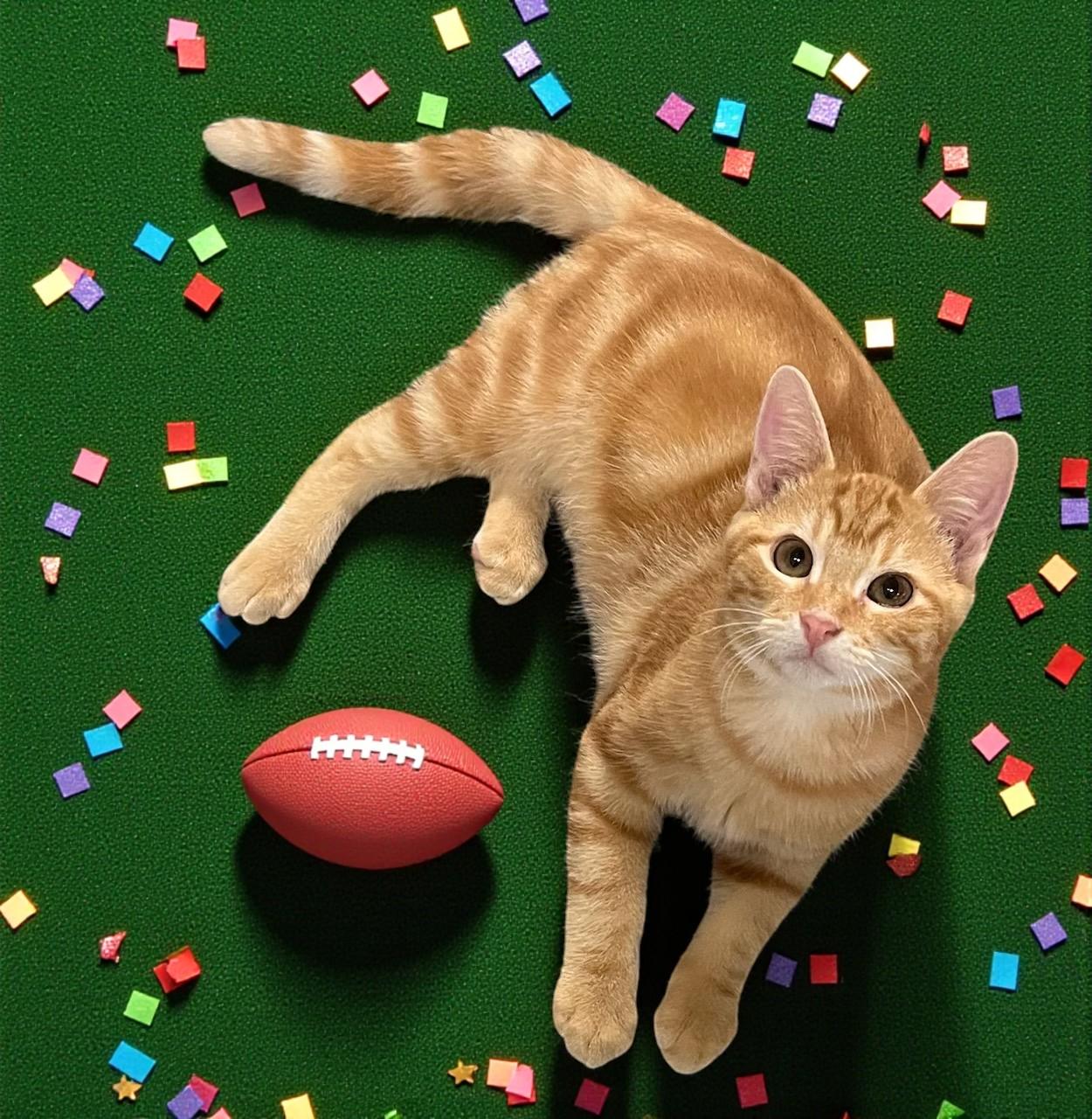 Suds-Your Sunday Football Wingman in a Tiger-Stripe Jersey!