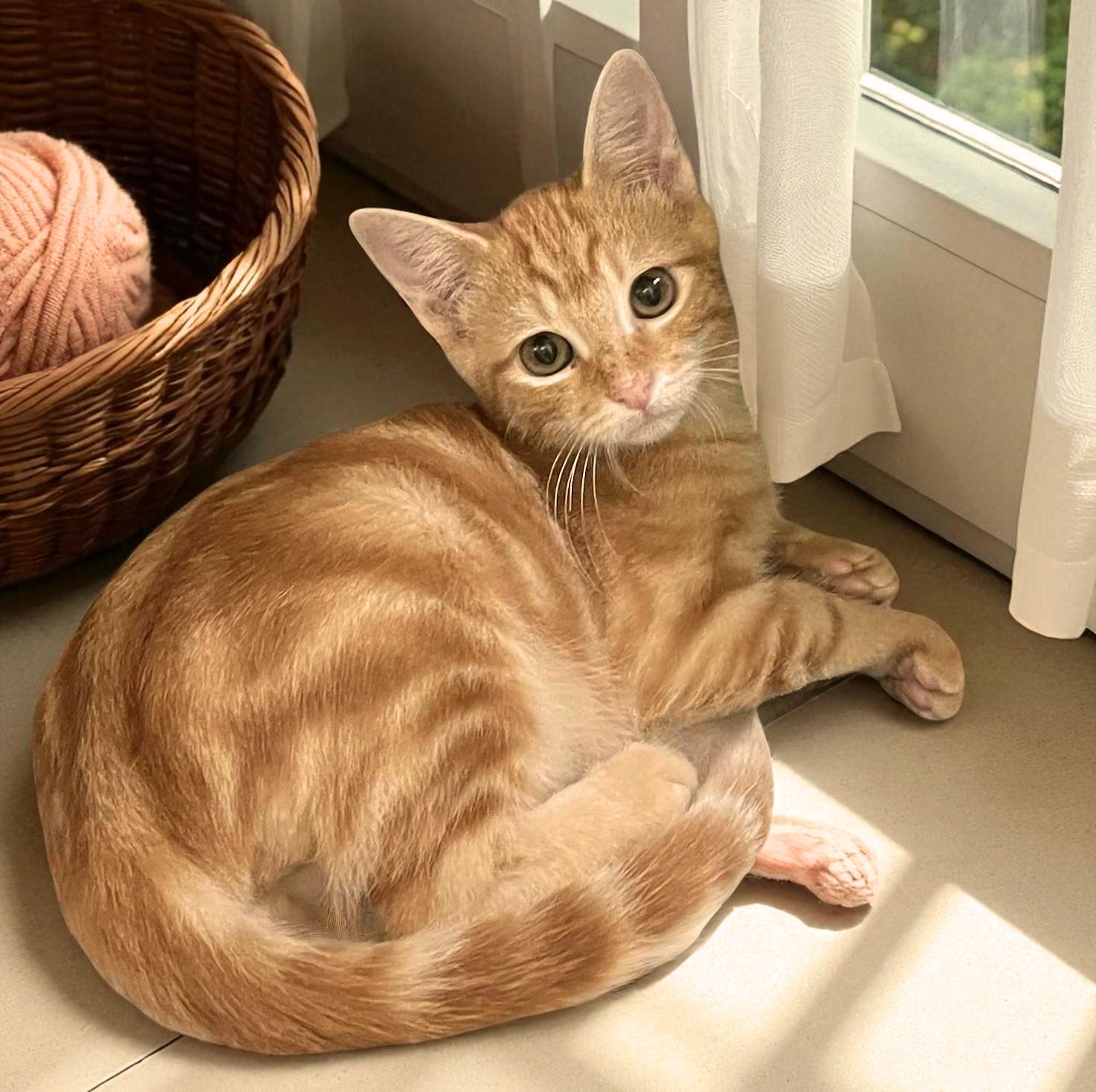 Suds-Your Sunday Football Wingman in a Tiger-Stripe Jersey!