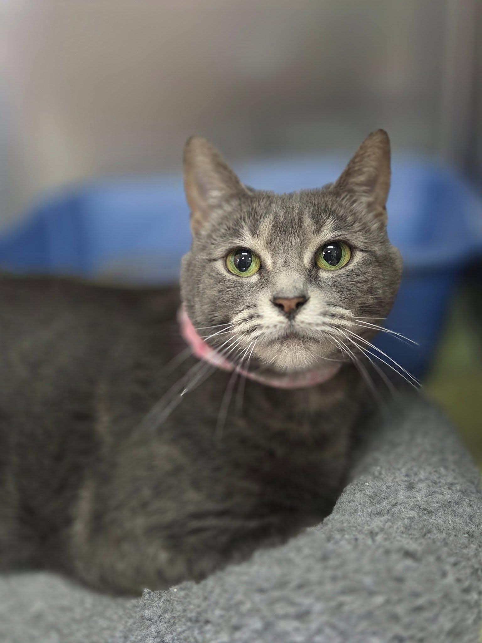Hazel, Adult Female unknown