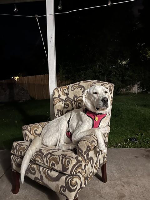 MISSY, Adoptable, Adult Female Great Pyrenees.