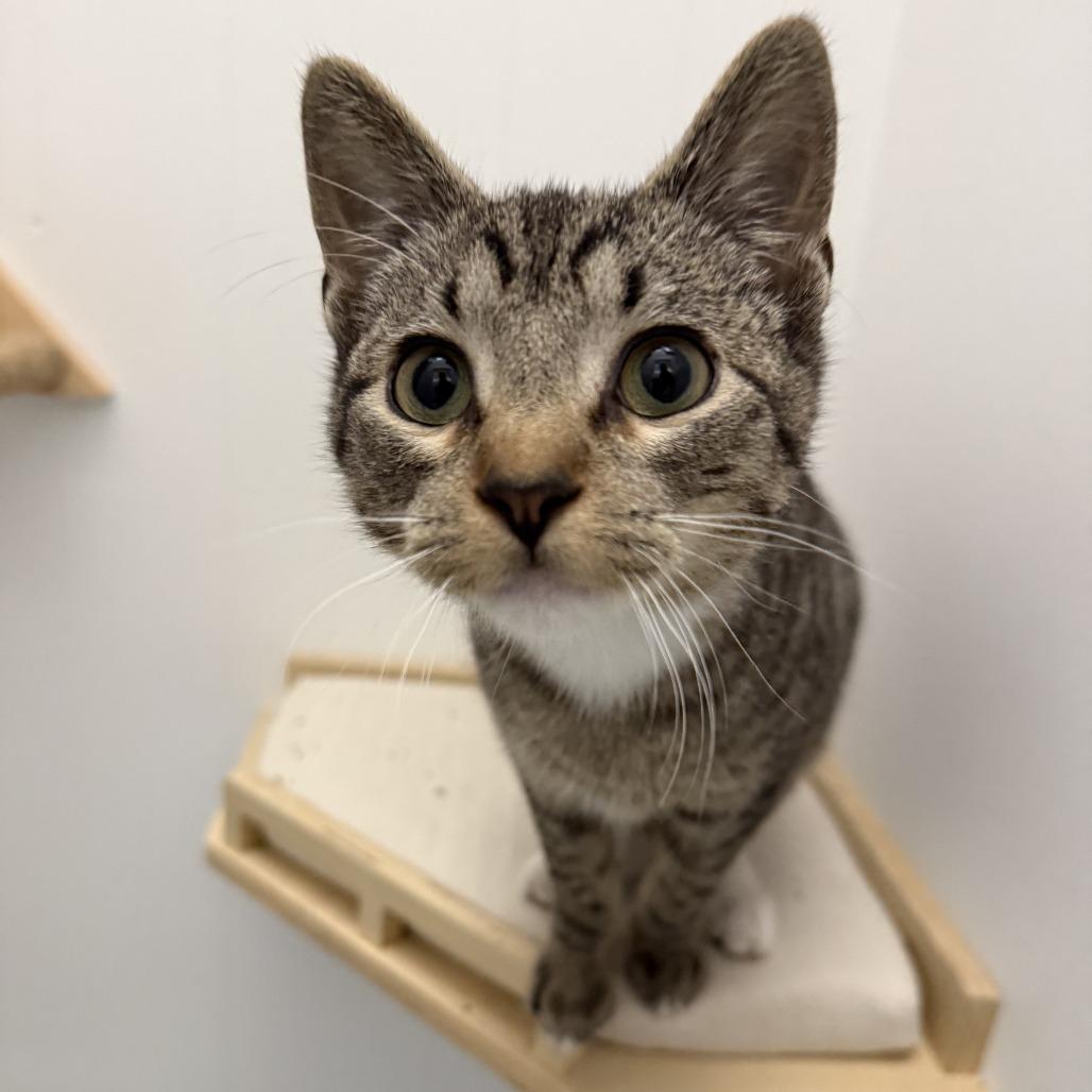 Percival Maximillion Codsworth, a Adoptable Domestic Short Hair in St. Louis, MO image 1/5
