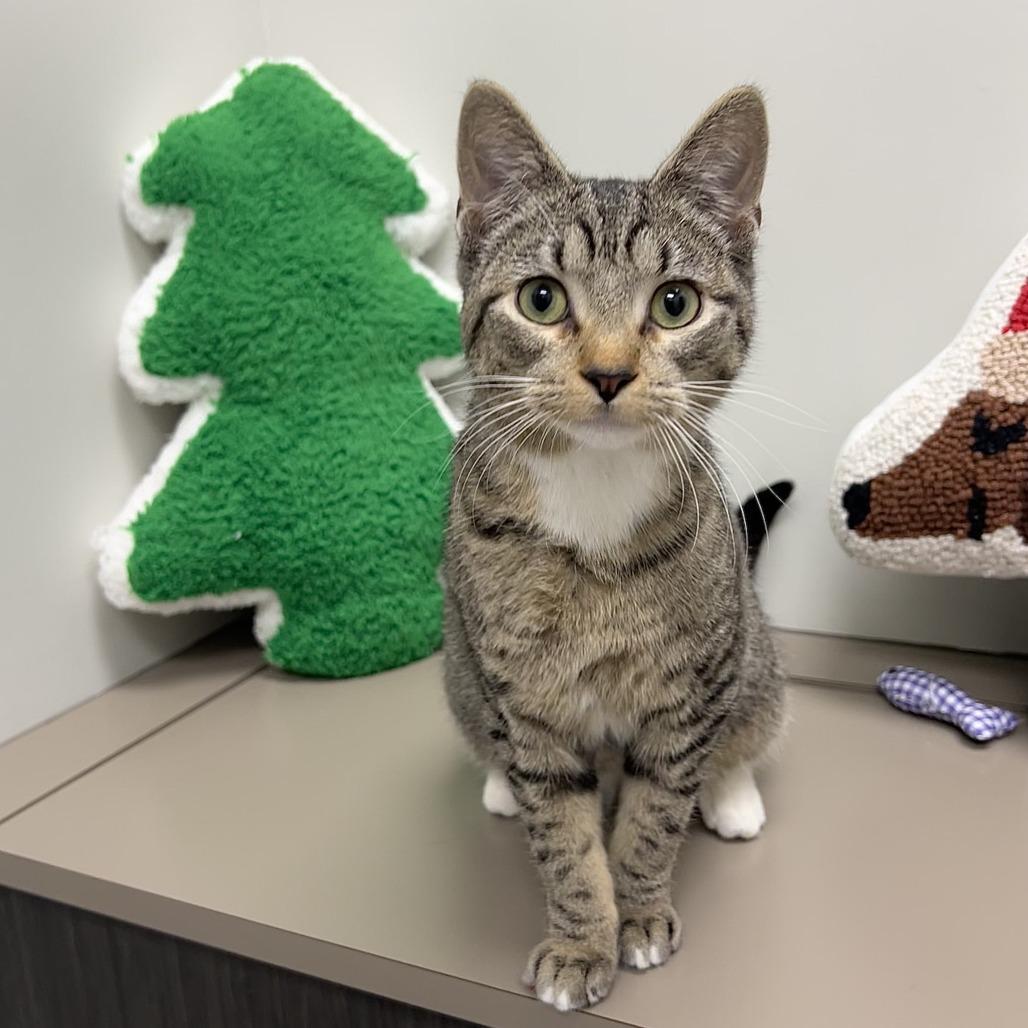 Percival Maximillion Codsworth, a Adoptable Domestic Short Hair in St. Louis, MO image 2/5