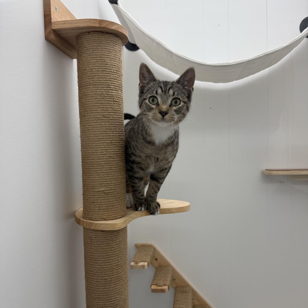 Percival Maximillion Codsworth, a Adoptable Domestic Short Hair in St. Louis, MO image 4/5