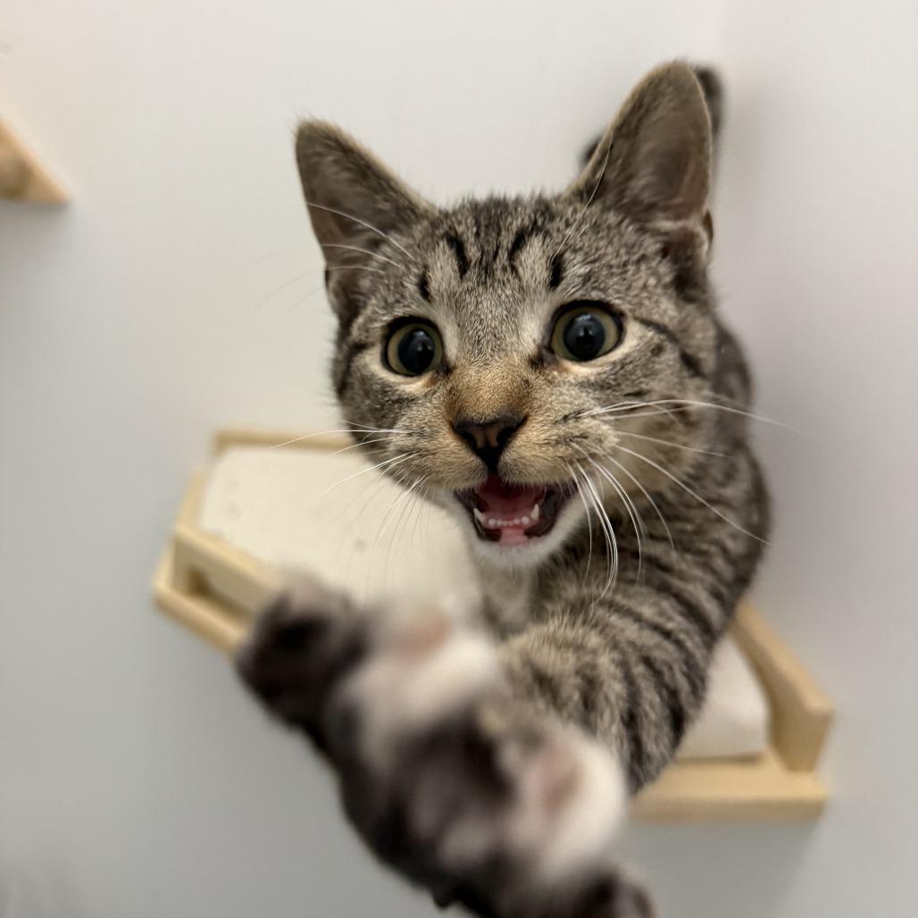 Percival Maximillion Codsworth, a Adoptable Domestic Short Hair in St. Louis, MO image 3/5