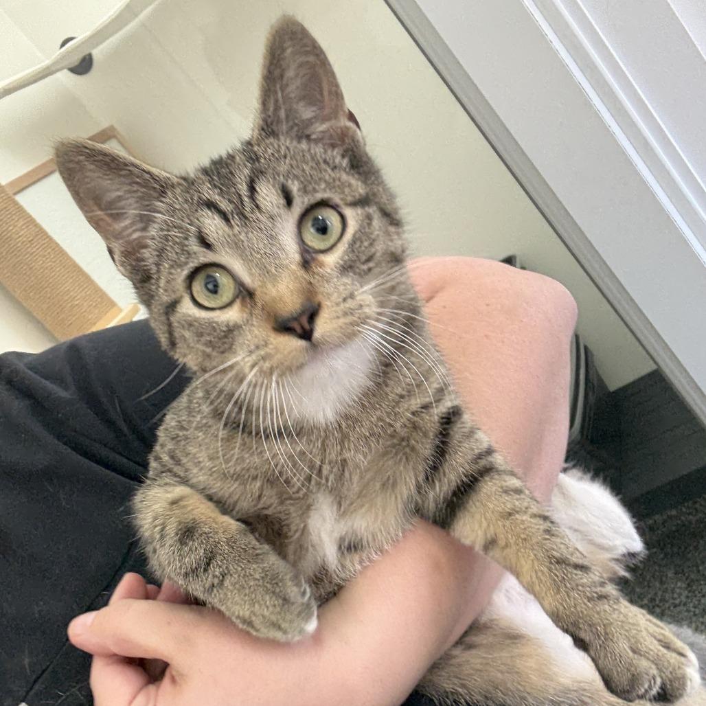 Percival Maximillion Codsworth, a Adoptable Domestic Short Hair in St. Louis, MO image 5/5