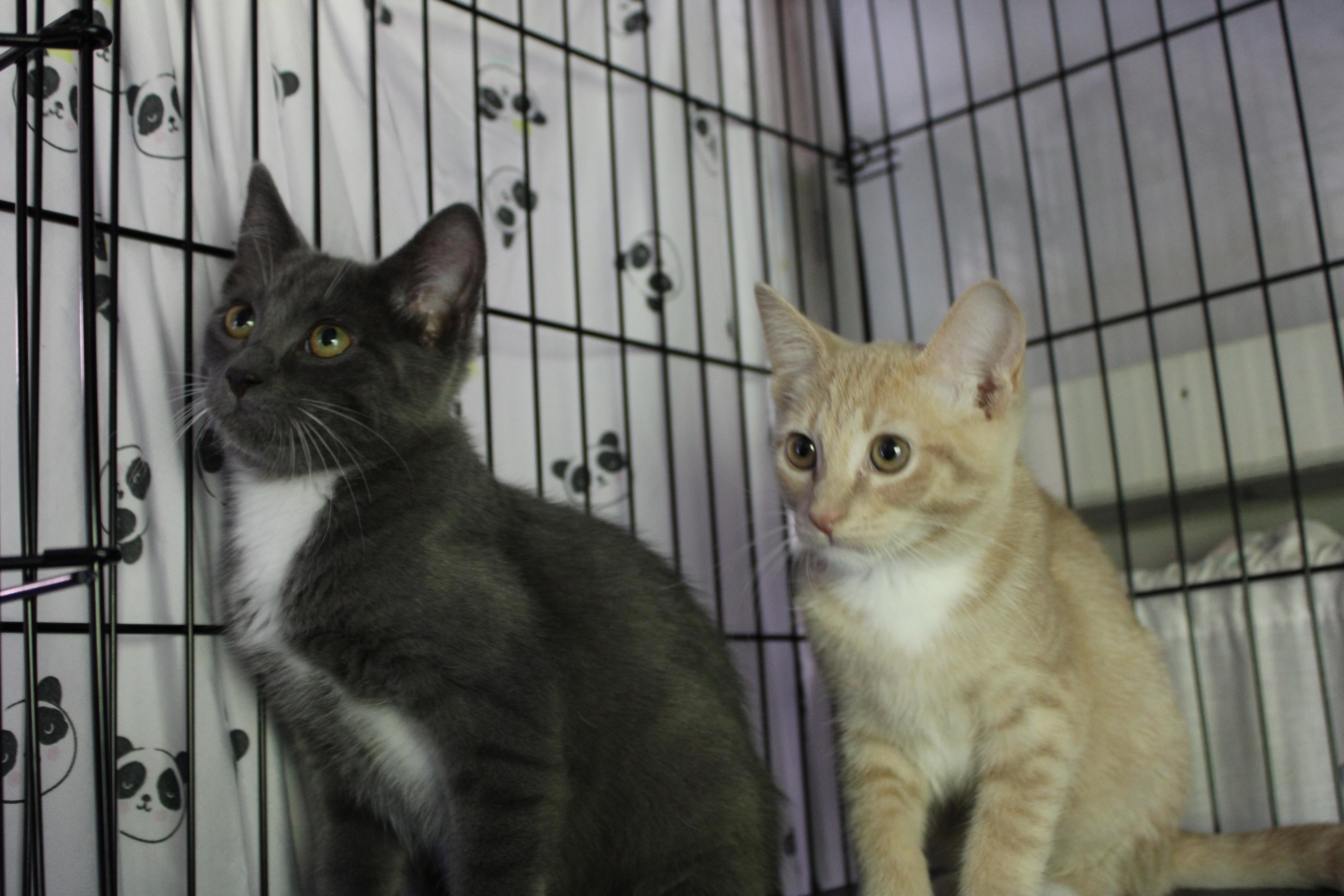 Cutie Pie thumbnail 3