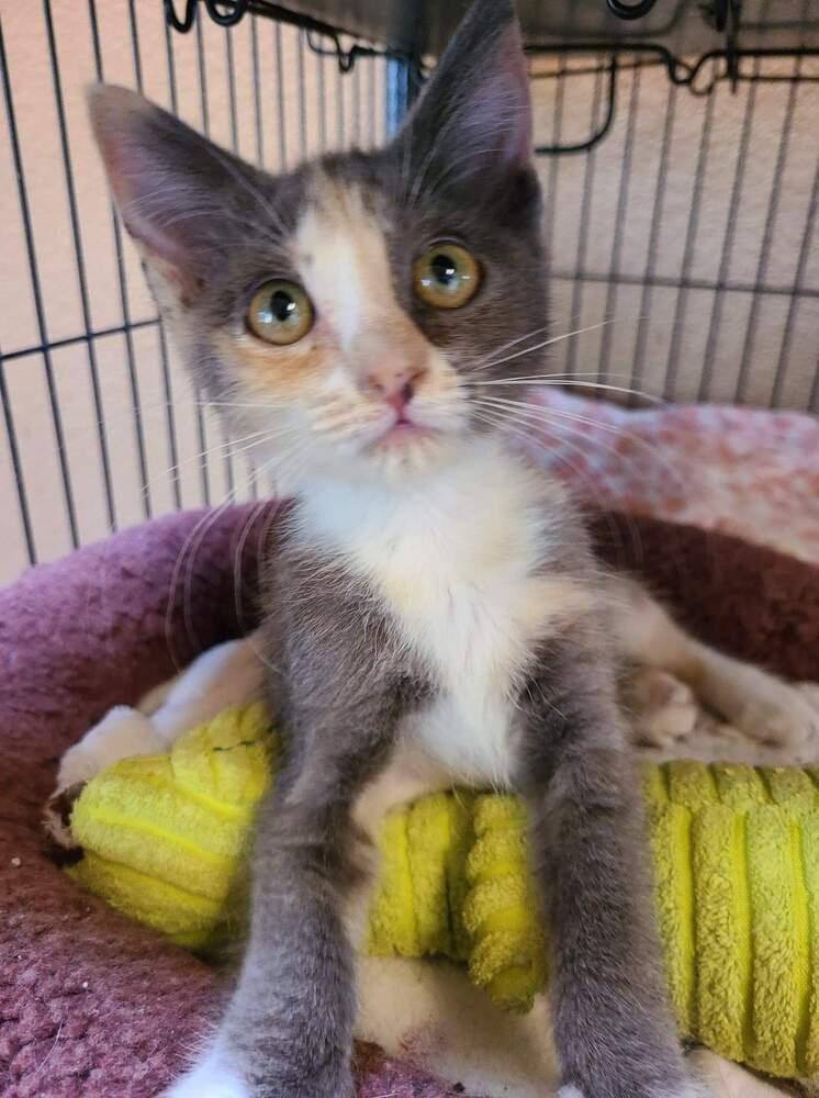 Amelia, Adoptable, Adult Female Domestic Short Hair.