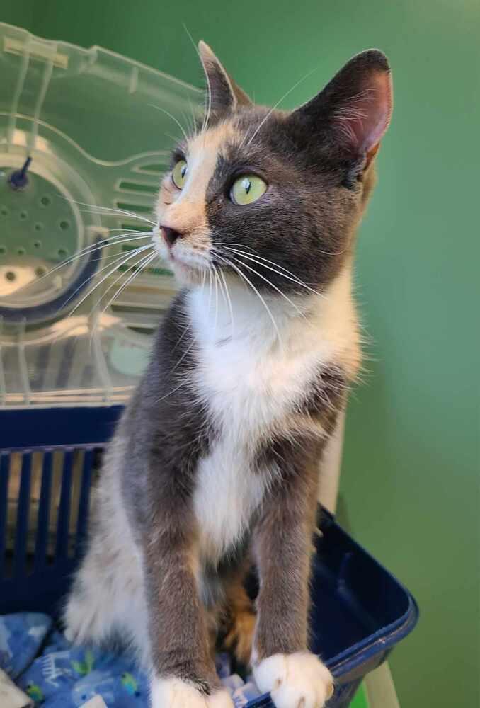 Enlarge Amelia, a Adoptable Domestic Short Hair in Salinas, CA image 2/4