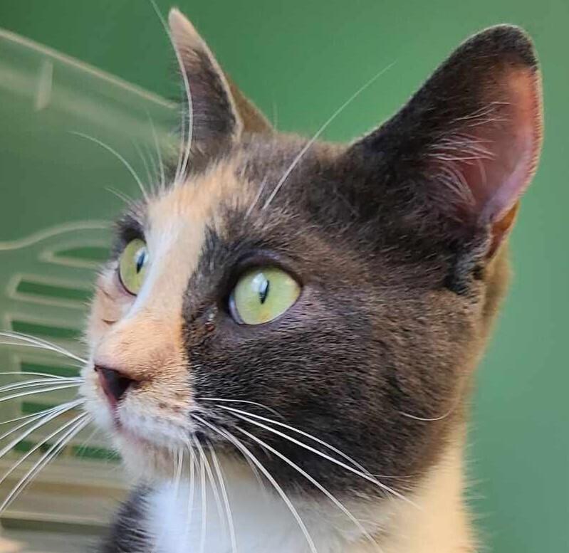 Enlarge Amelia, a Adoptable Domestic Short Hair in Salinas, CA image 4/4