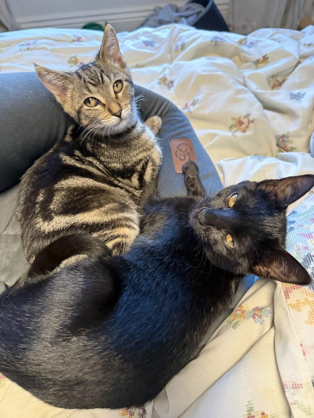 Enlarge Wallaby, a Adopted Domestic Short Hair in San Francisco, CA image 1/6