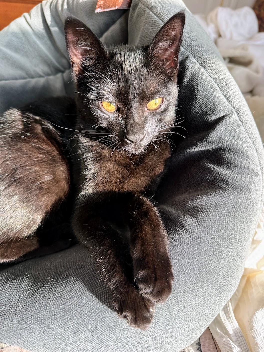 Enlarge Wallaby, a Adopted Domestic Short Hair in San Francisco, CA image 2/6