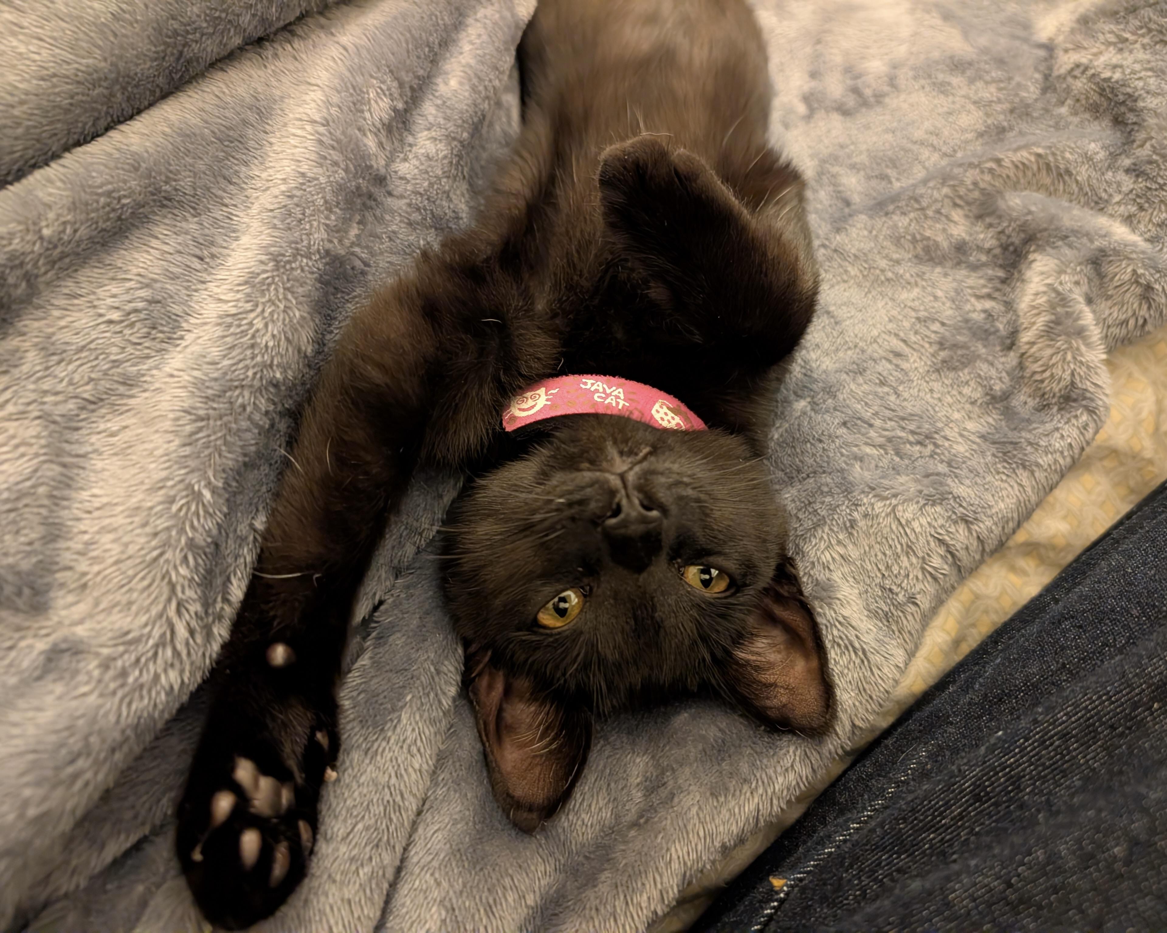 Enlarge Wallaby, a Adopted Domestic Short Hair in San Francisco, CA image 3/6