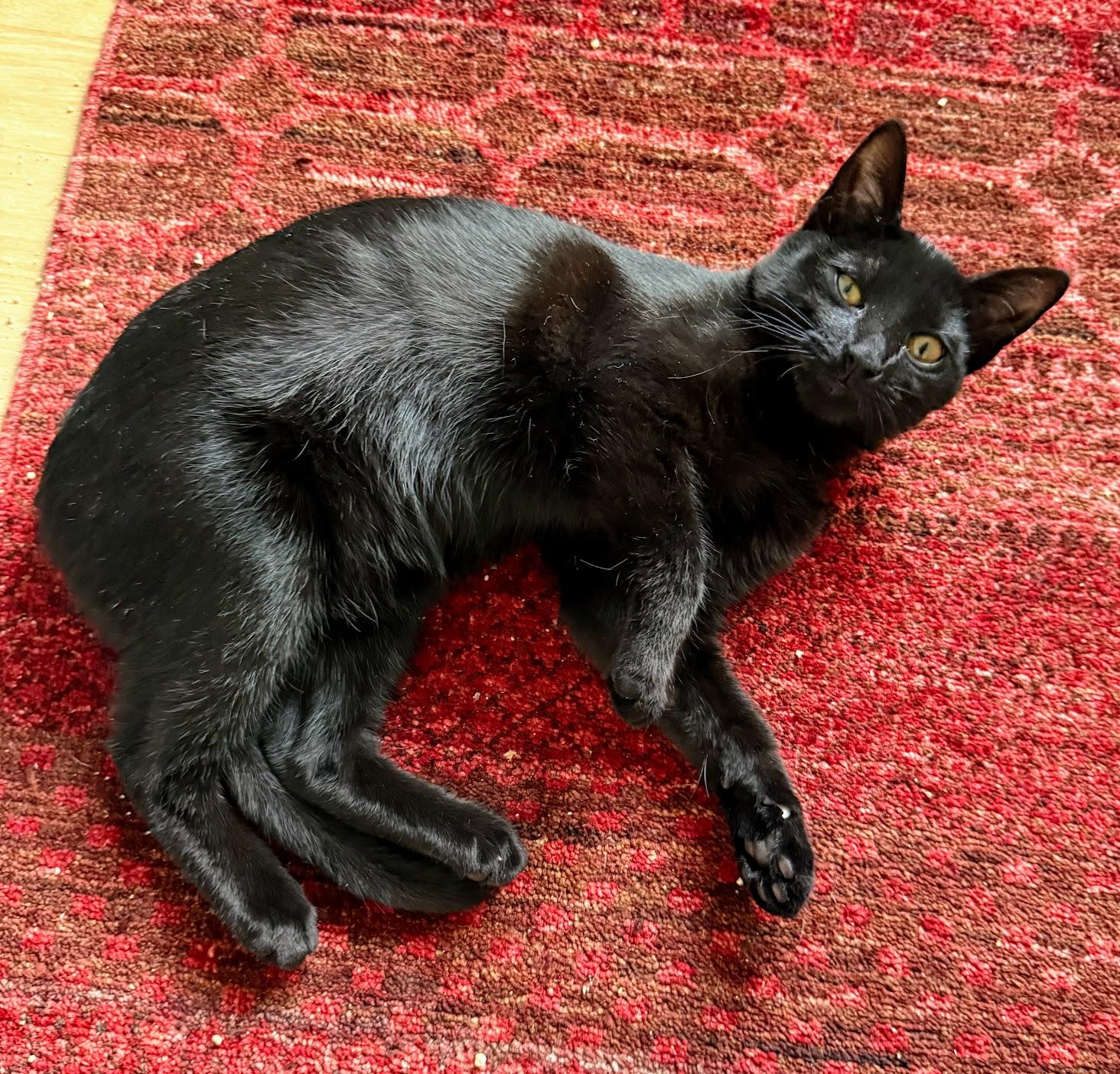 Enlarge Wallaby, a Adopted Domestic Short Hair in San Francisco, CA image 4/6