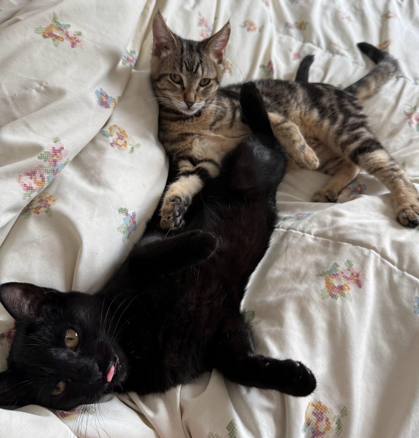 Enlarge Wallaby, a Adopted Domestic Short Hair in San Francisco, CA image 5/6