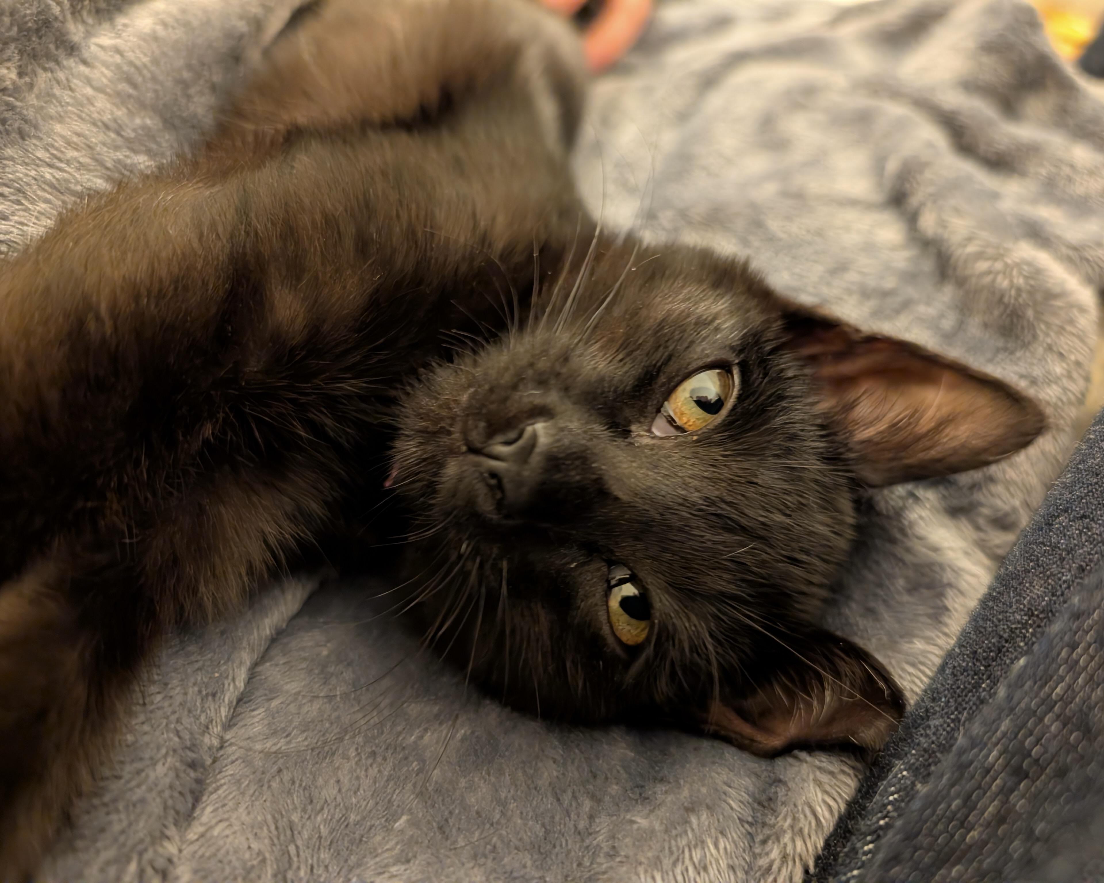 Enlarge Wallaby, a Adopted Domestic Short Hair in San Francisco, CA image 6/6