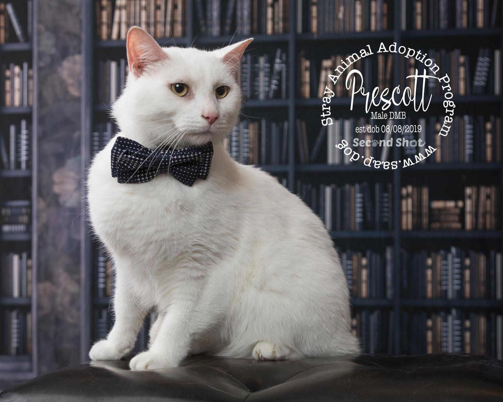 Enlarge Prescott, a Adoptable Domestic Medium Hair in Newport, KY image 1/3
