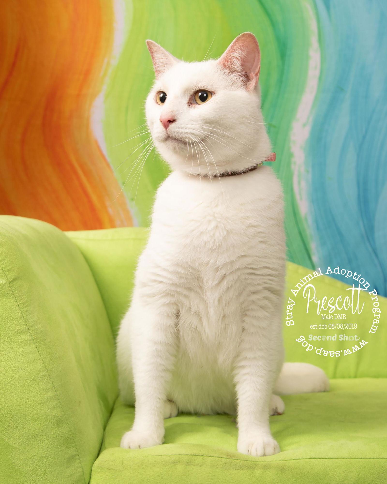 Enlarge Prescott, a Adoptable Domestic Medium Hair in Newport, KY image 2/3