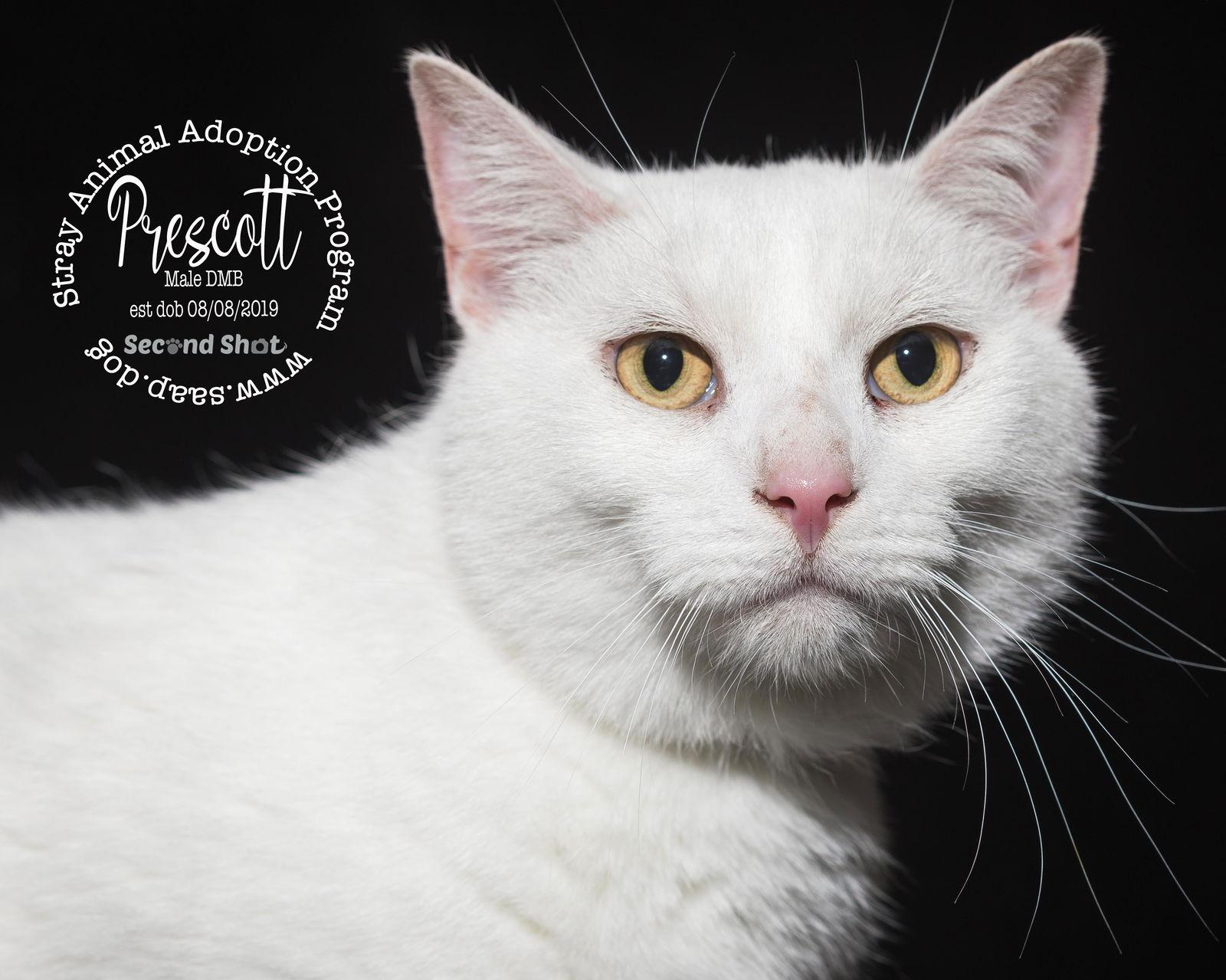 Enlarge Prescott, a Adoptable Domestic Medium Hair in Newport, KY image 3/3