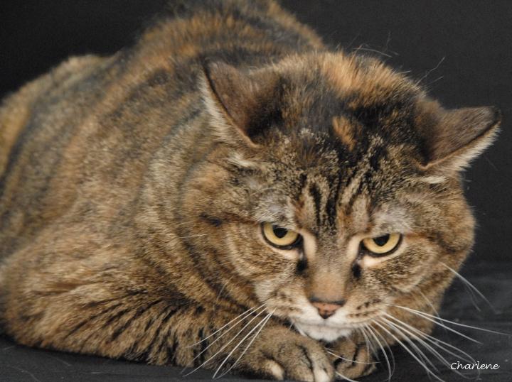 Tigger, adopted, Adult Female Torbie.