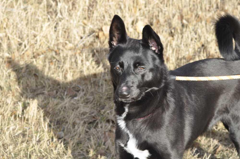 Zumba, Adoptable, Young Female Labrador Retriever & German Shepherd Dog.