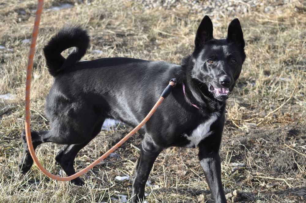 Zumba, a Adoptable mixed breed in Dodson, MT image 2/4