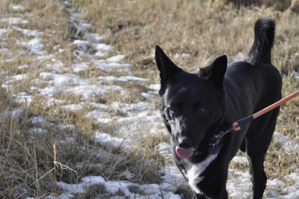 Zumba, a Adoptable mixed breed in Dodson, MT image 3/4