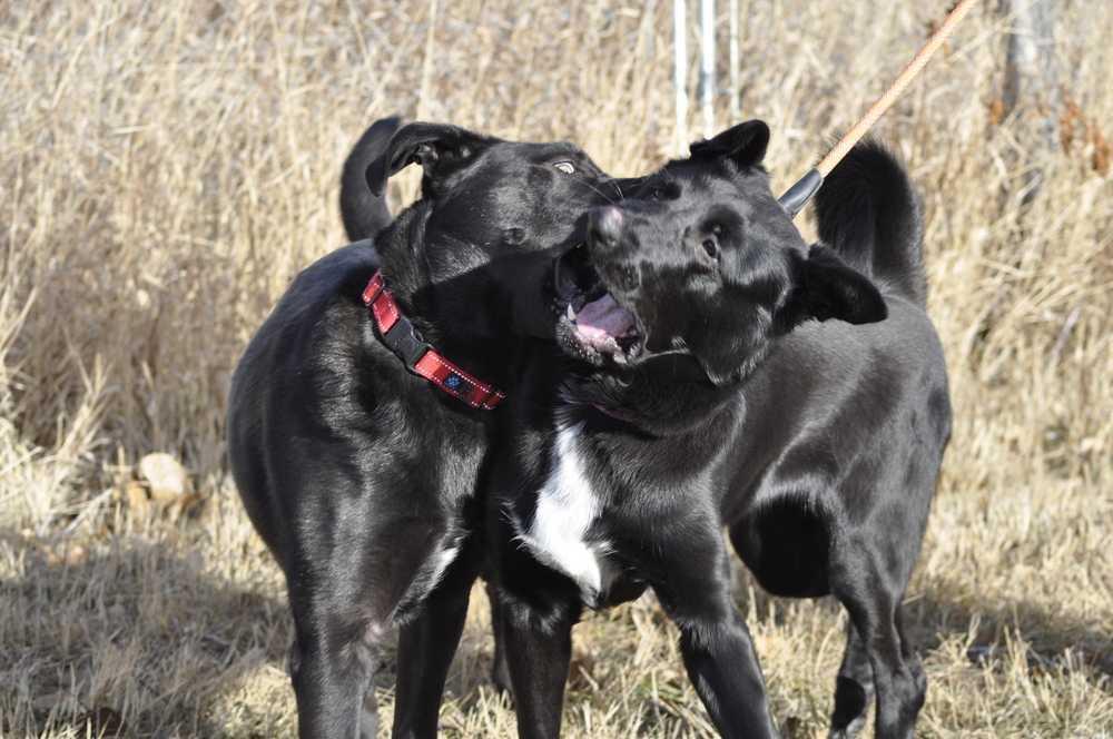 Zumba, a Adoptable mixed breed in Dodson, MT image 4/4