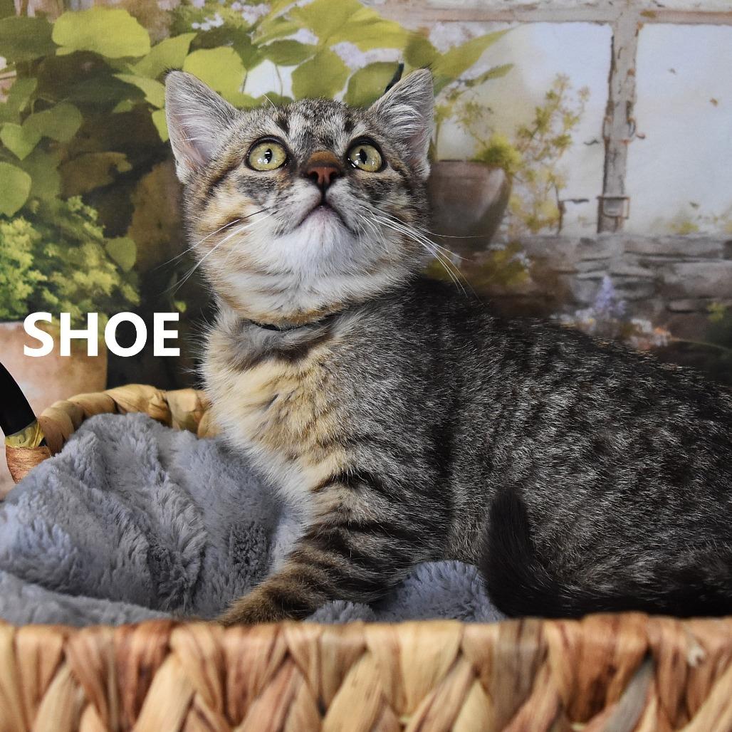 Shoe — thumbnail 2