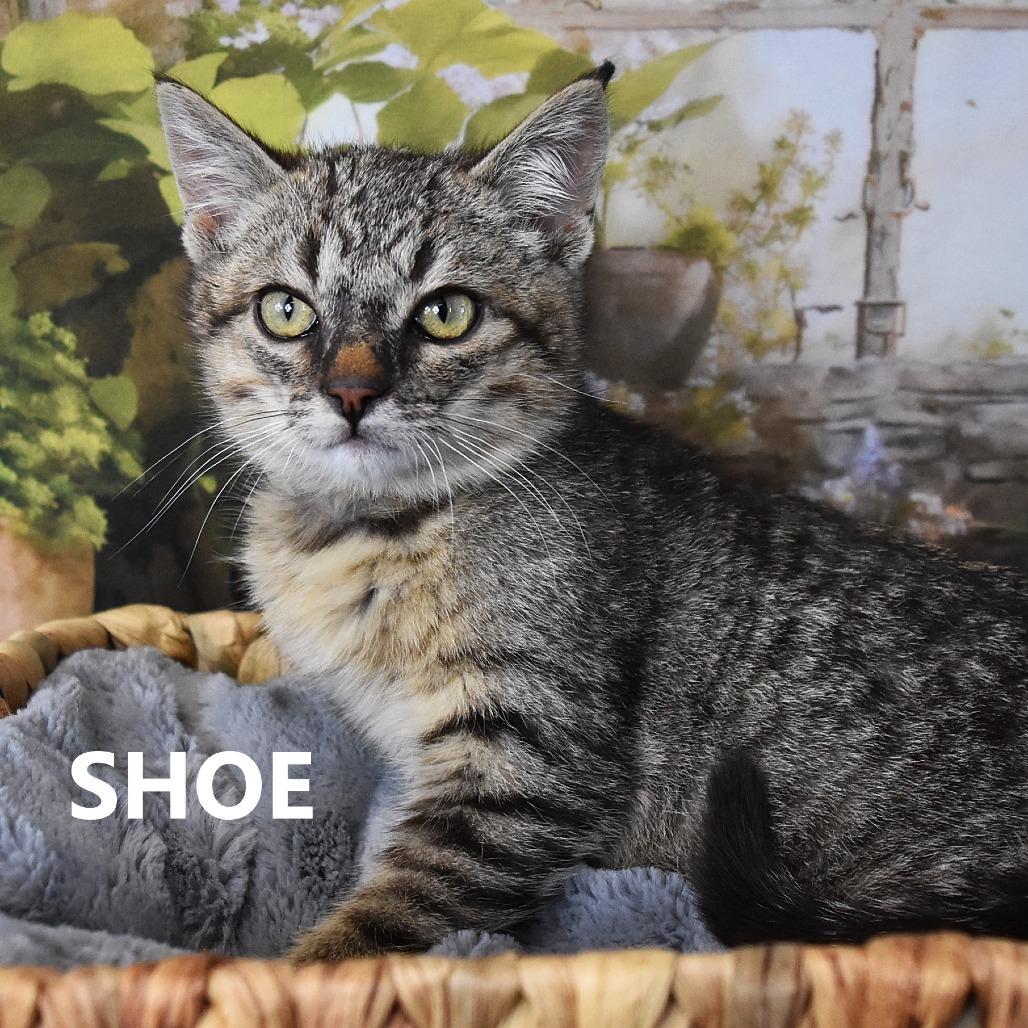 Shoe — thumbnail 4