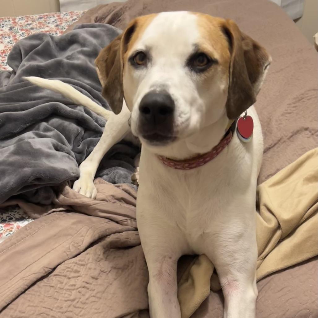 Zinnia, Adoptable, Adult Female Foxhound & Hound.