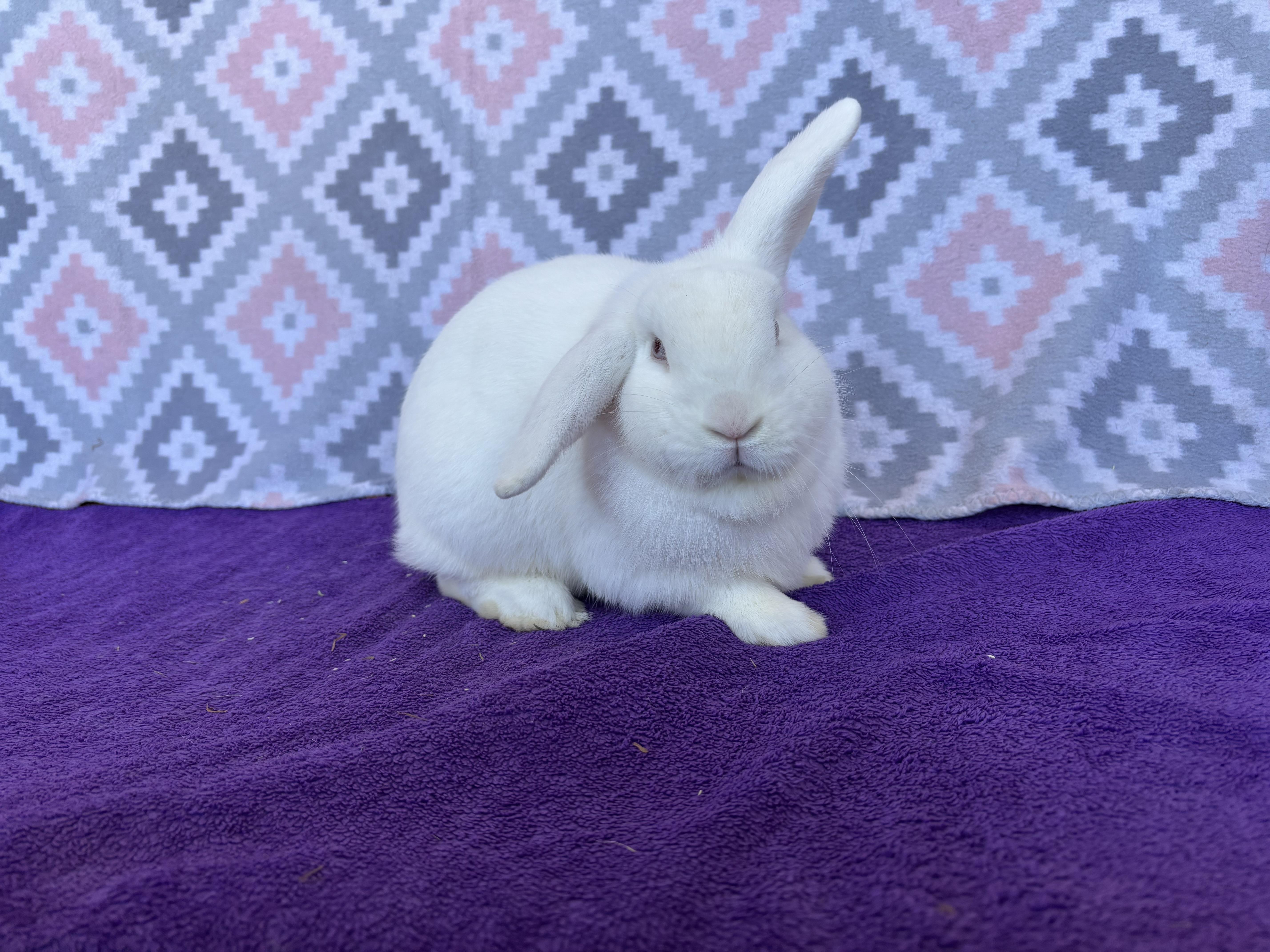 Merfy, ADOPTABLE, Adult Male Holland Lop.