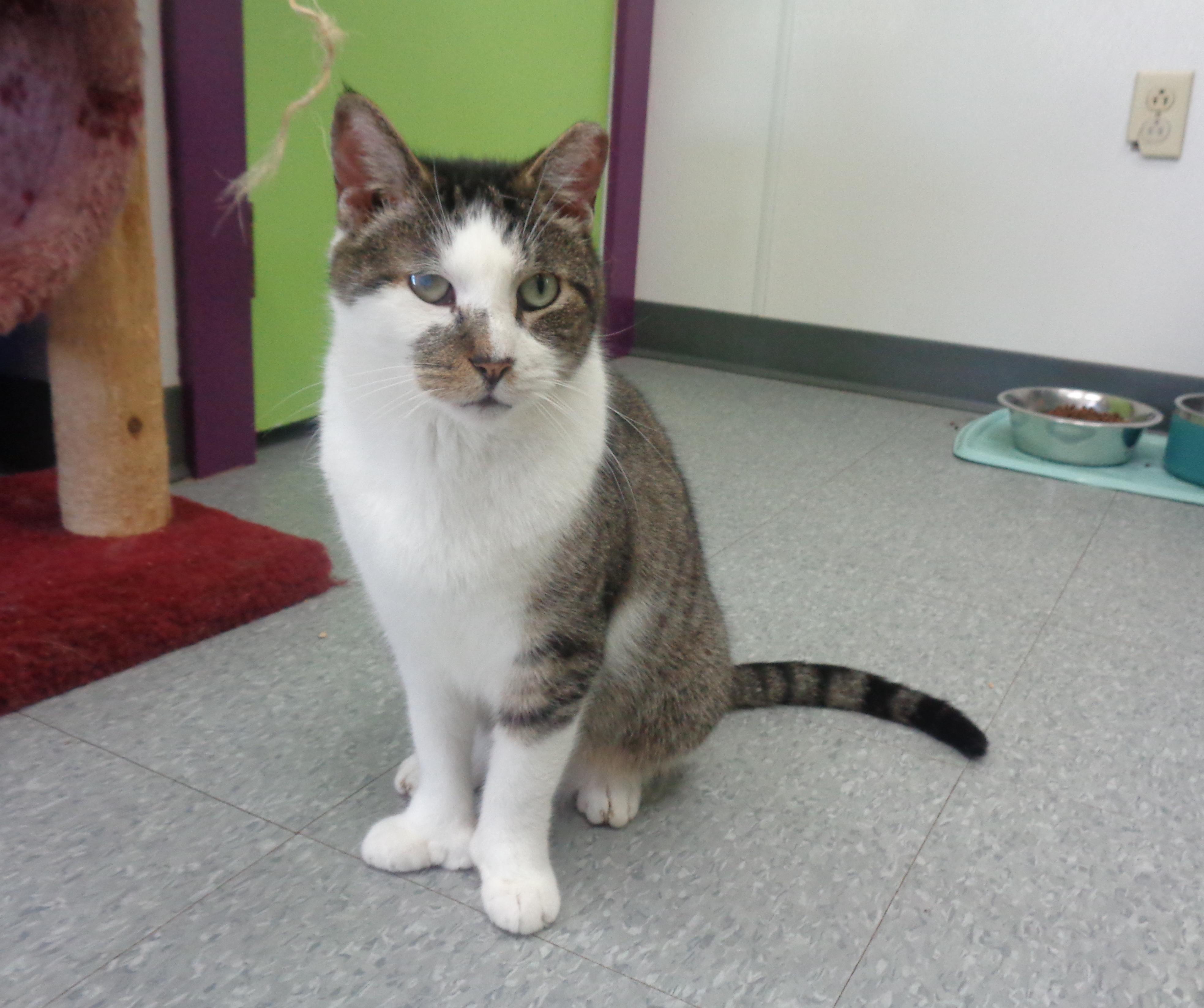 ILLINOIS - Extra Toes!, Adoptable, Young Male Extra-Toes Cat / Hemingway Polydactyl.