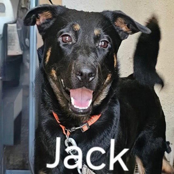 Jackson, Adoptable, Adult Male Shepherd.