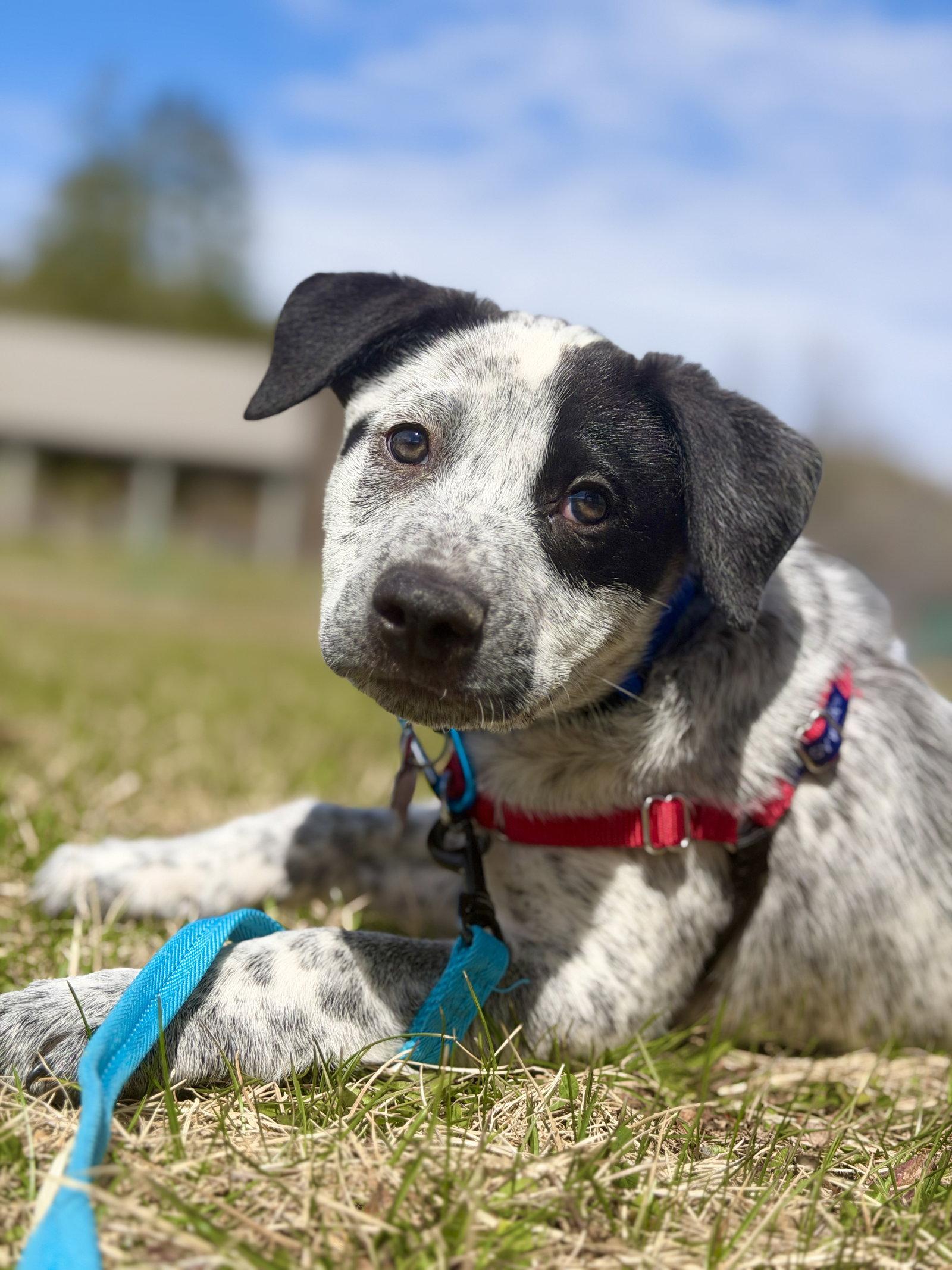 Richard, Adoptable, Young Male Australian Cattle Dog / Blue Heeler.