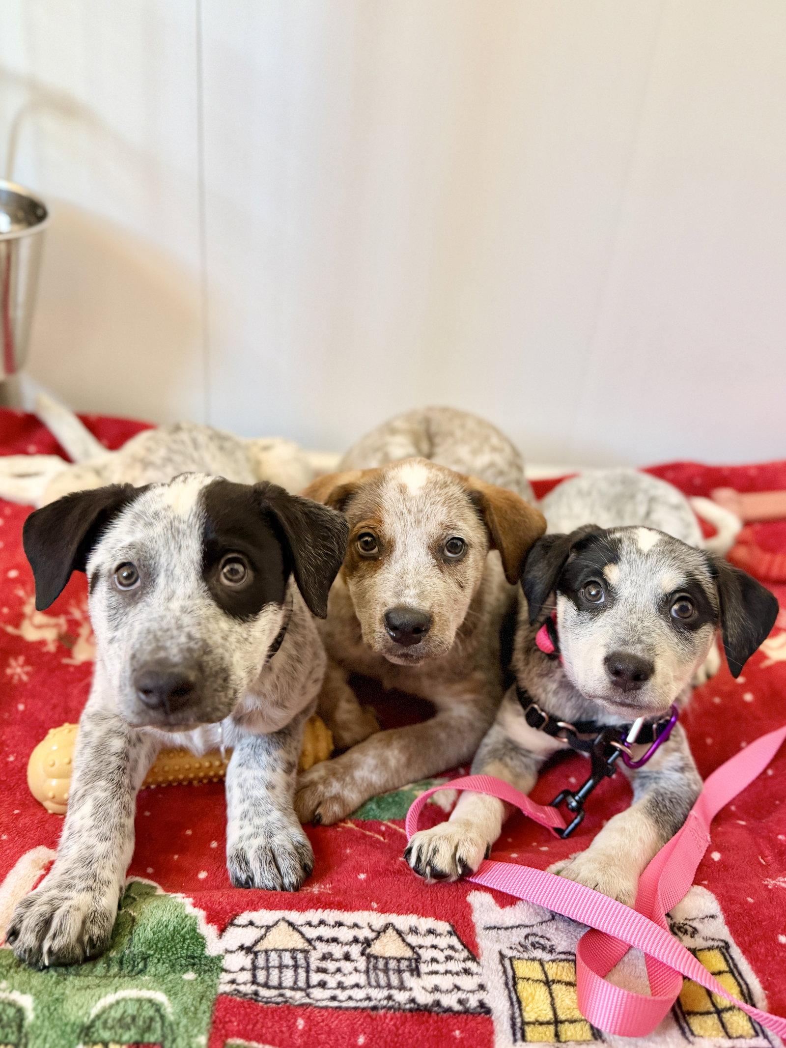 Enlarge Richard, a Adoptable Australian Cattle Dog / Blue Heeler in West Cornwall, CT image 2/3