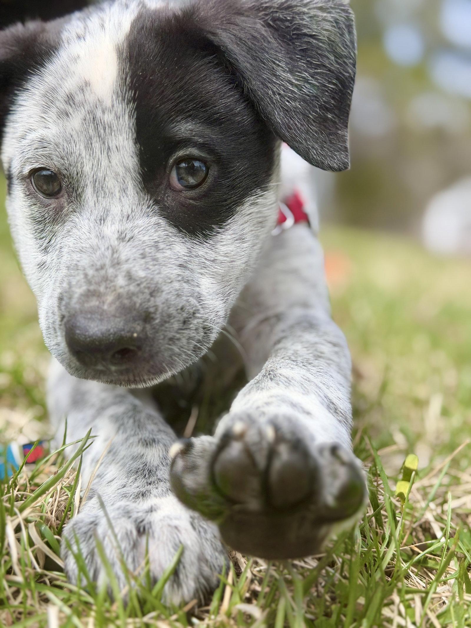 Enlarge Richard, a Adoptable Australian Cattle Dog / Blue Heeler in West Cornwall, CT image 3/3