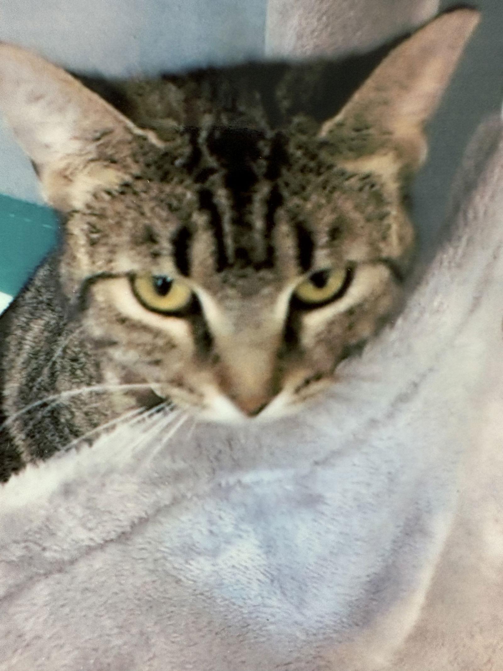 Enlarge Cashew, a Adoptable Domestic Short Hair in Pittsburgh, PA image 1/1