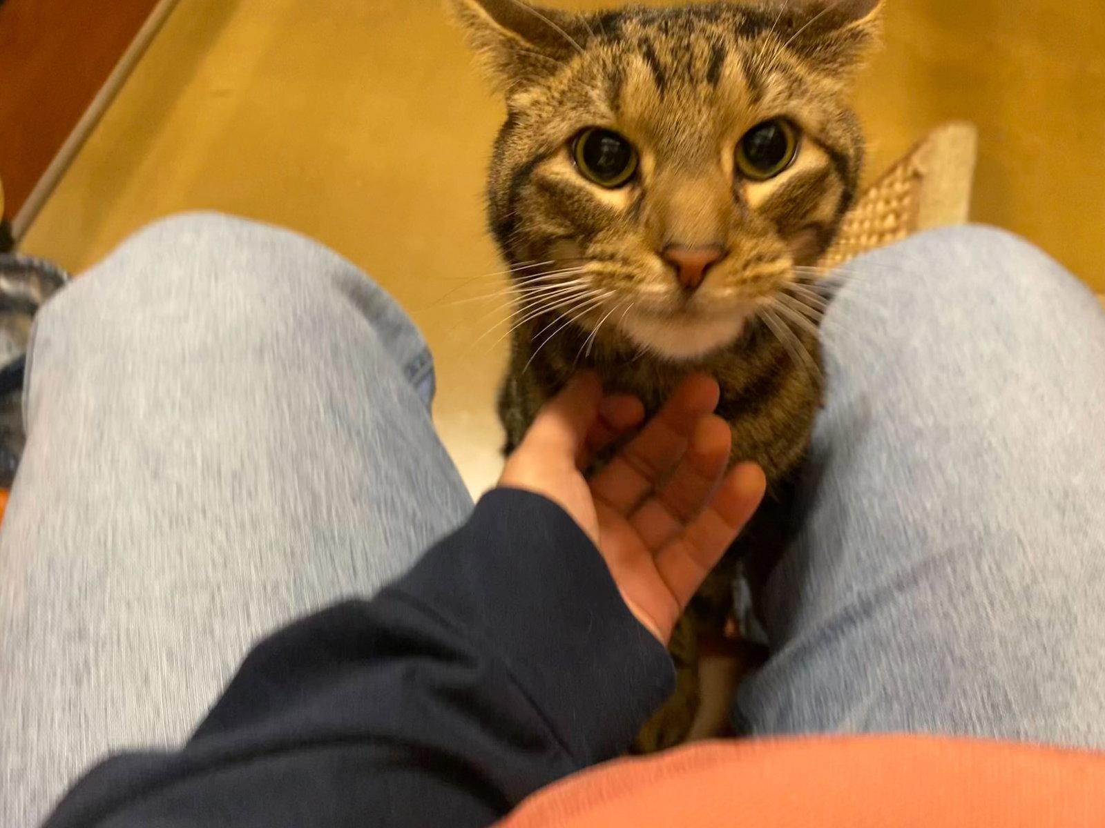 Enlarge Kip, a Adoptable Domestic Short Hair in Rowlett, TX image 1/3