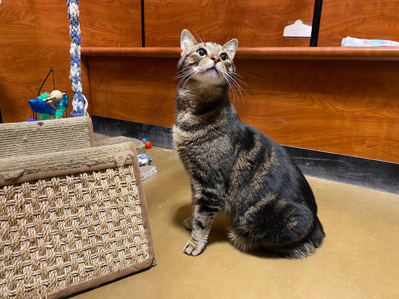 Enlarge Kip, a Adoptable Domestic Short Hair in Rowlett, TX image 2/3