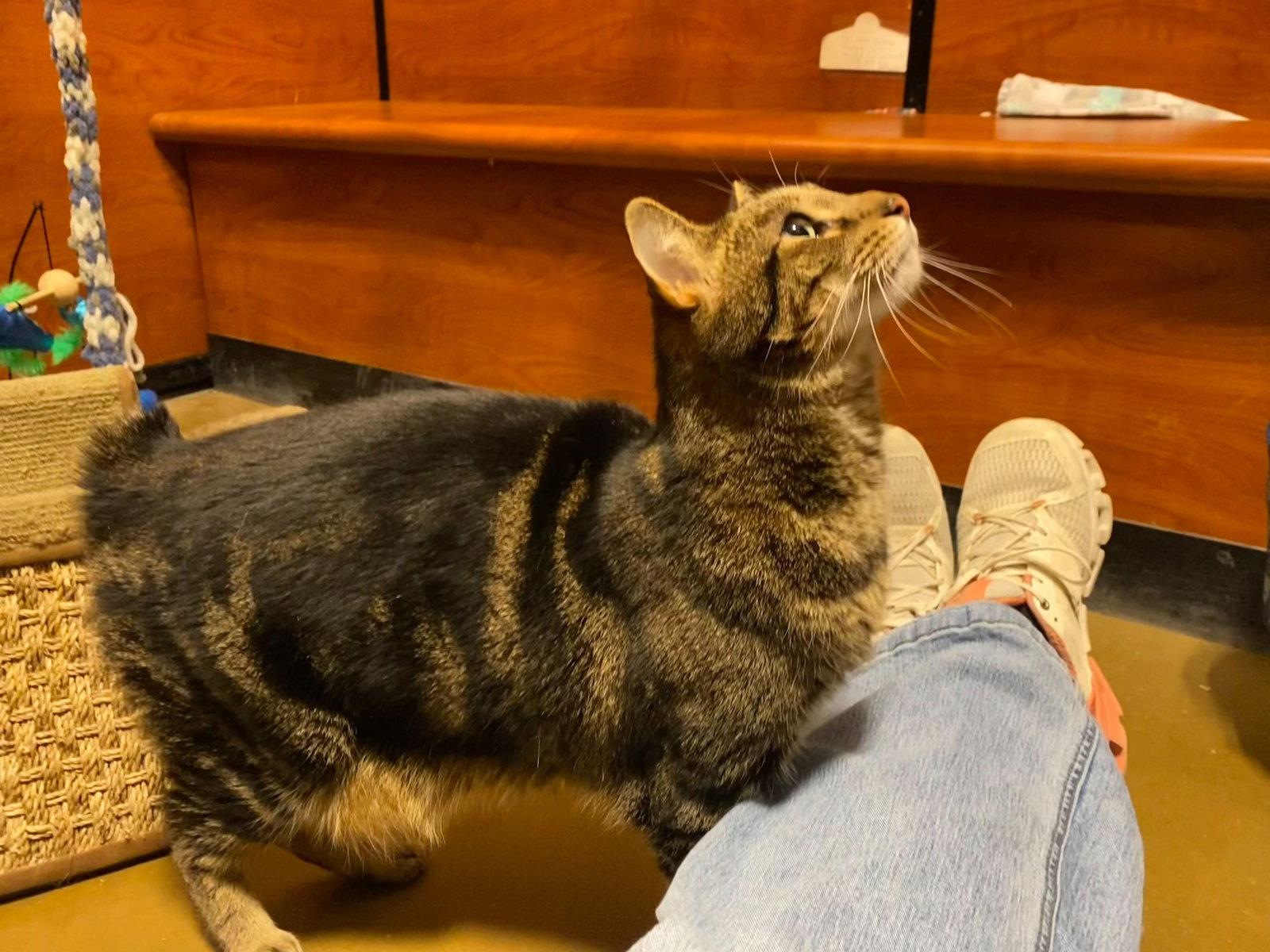 Enlarge Kip, a Adoptable Domestic Short Hair in Rowlett, TX image 3/3