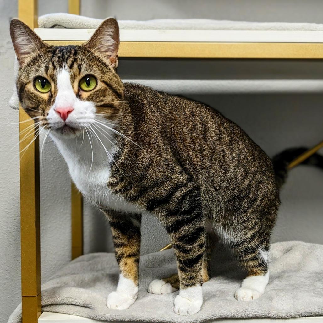 Enlarge Tommy Boy, a Adoptable Domestic Short Hair in Garfield, AR image 1/1